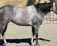 grey-none-horse