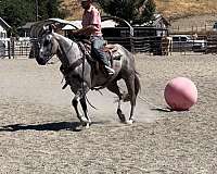 beginner-safe-quarter-horse