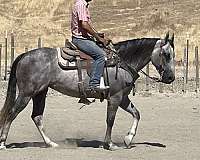 ranch-work-quarter-horse