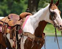 ranch-work-quarter-horse