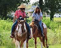 husband-safe-quarter-horse