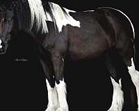 buckskin-none-horse