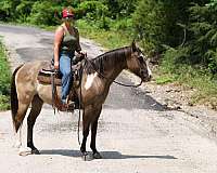 beginner-safe-quarter-horse