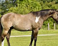 beginner-quarter-horse