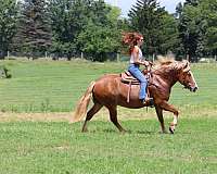 beginner-safe-quarter-horse