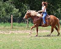 family-horse-quarter