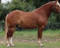 ranch-work-quarter-horse