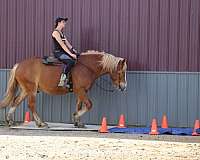 beginner-quarter-horse