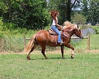 trail-quarter-horse