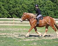 husband-safe-quarter-horse