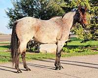 bay-roan-some-chrome-horse