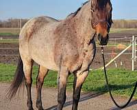 athletic-quarter-horse