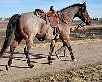 barrel-racing-quarter-horse