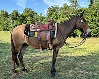 bay-dun-mule-pony-for-sale