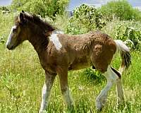 buckskin-gypsy-vanner-colt