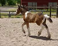 14-hand-gypsy-vanner-colt