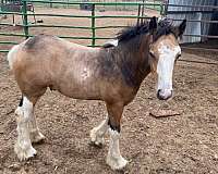 buckskin-gypsy-vanner-for-sale