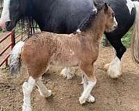 14-hand-gypsy-vanner-horse