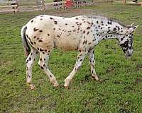 agouti-appaloosa-horse