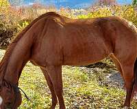 athletic-quarter-horse