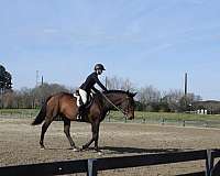 holsteiner-horse-for-sale