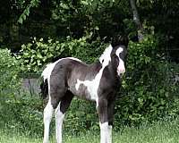 smokey-black-western-dressage-horse