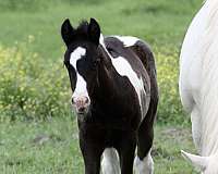 tobiano-horse