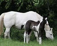 smokey-black-tobiano-horse