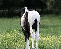 all-around-gypsy-vanner-horse