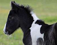 athletic-gypsy-vanner-horse