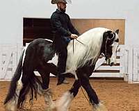 cowboy-mounted-shooting-gypsy-vanner-horse