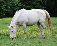 dressage-gypsy-vanner-horse