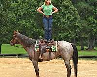 ranch-riding-quarter-pony