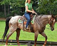 trail-riding-quarter-pony