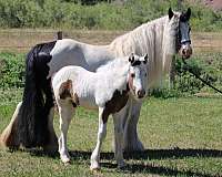 black-tobiano-horse