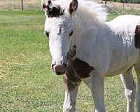 tobiano-black-horse