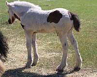 tobiano-gypsy-vanner-colt