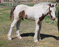 black-tobiano