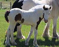 tobiano-gvhs-colt