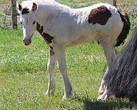 tobiano-gvhs-horse