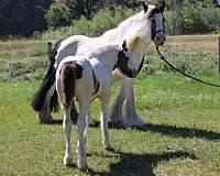 tobiano-colt-for-sale