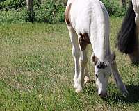 14-hand-gypsy-vanner-colt