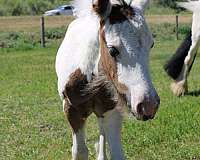 tobiano-gypsy-vanner-for-sale