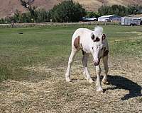 14-hand-gypsy-vanner-horse