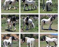 gvhs-gypsy-vanner-colt