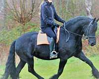 age-friesian-horse