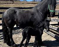 available-friesian-horse