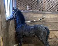 back-friesian-horse