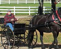 boy-friesian-horse