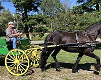 bred-friesian-horse